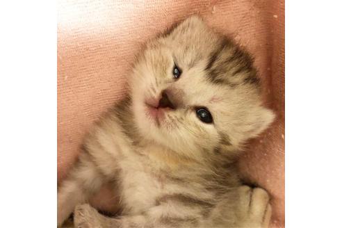 成約済の大阪府のスコティッシュフォールド-7176の2枚目